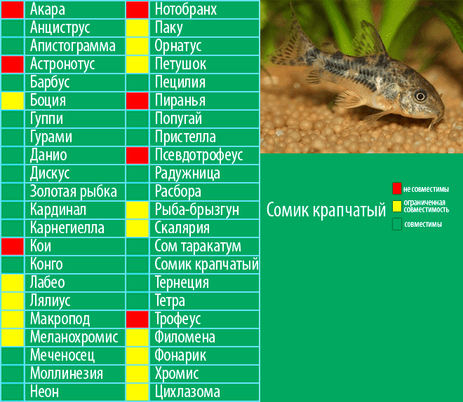 Пятнистый сом