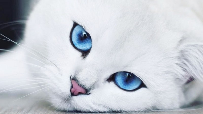 Красивые воздушные и гладкошерстные породы белых кошек с голубыми глазами