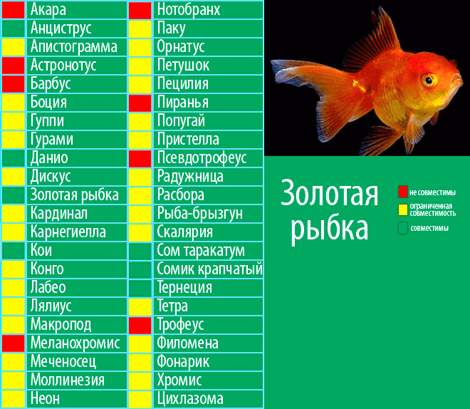 Золотая рыбка