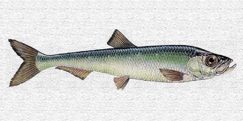 фото абрау фрислинга