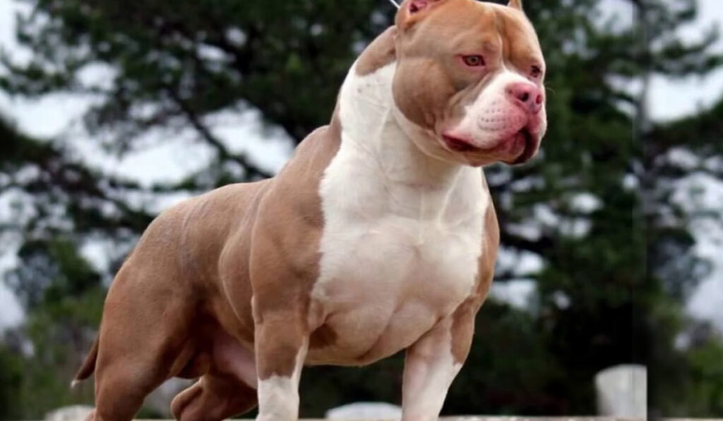 Американский хулиган