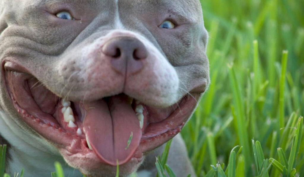 Американский хулиган портрет