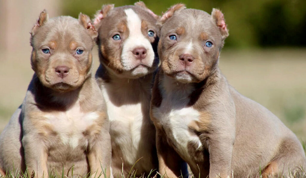 Фото щенков американского хулигана