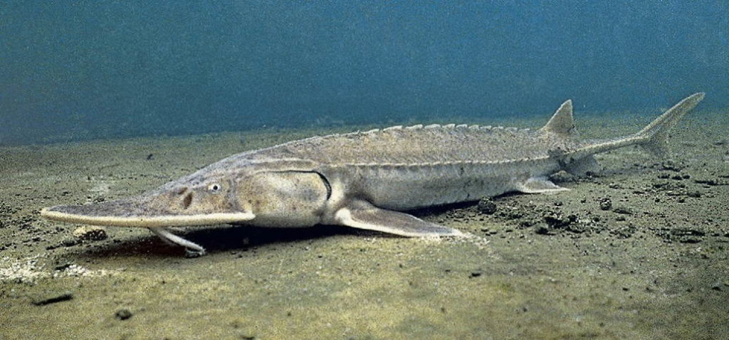 Амударьинский большой лопатонос