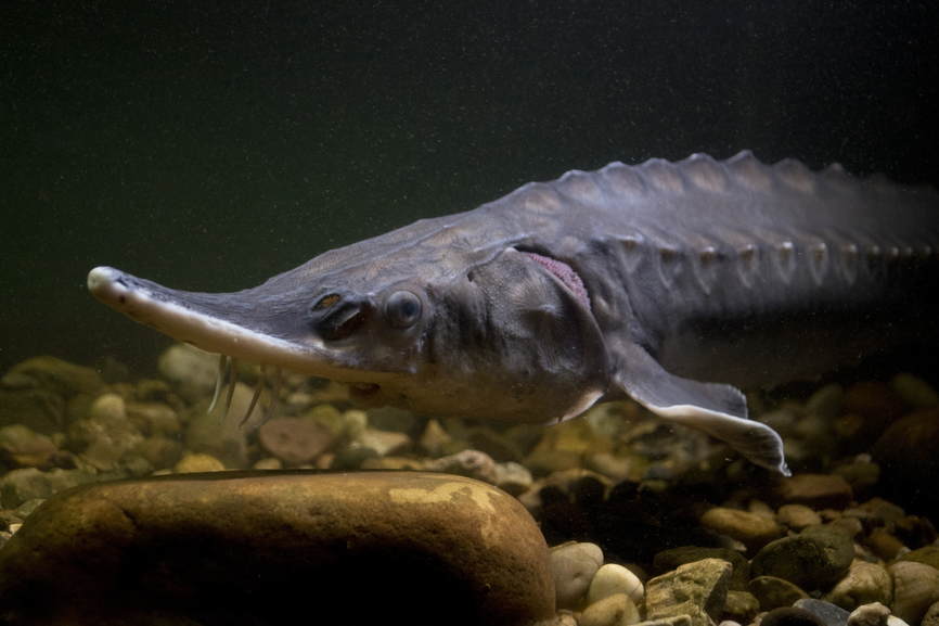 Фото атлантического осетра