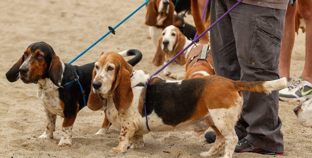 Бассет-хаунд - разведение
