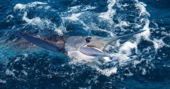 Белый марлин плавает в воде