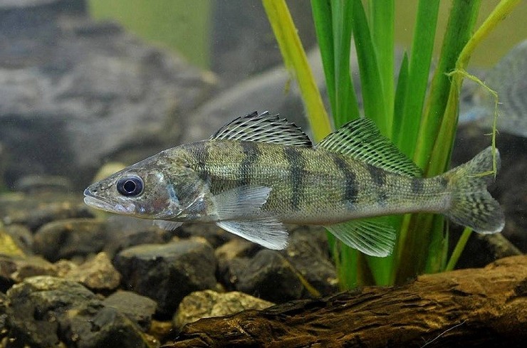 Картинка рыбы берш