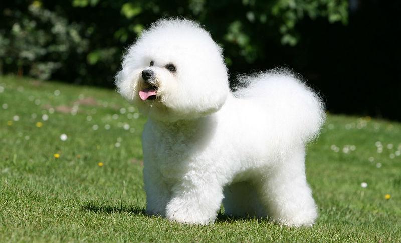 Бишон фризе - окрас шерсти