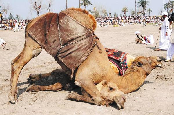 Верблюд схватка Верблюд схватка