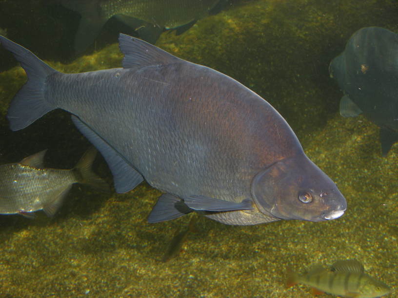 Черный амурский лещ фото
