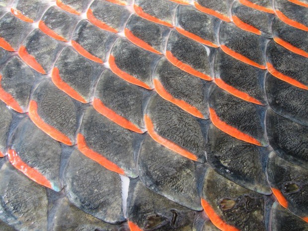 Чешуя арапаймы