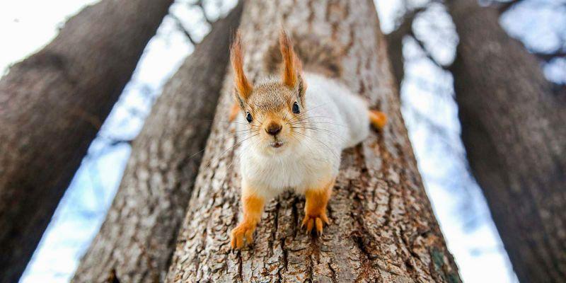 Что едят белки зимой