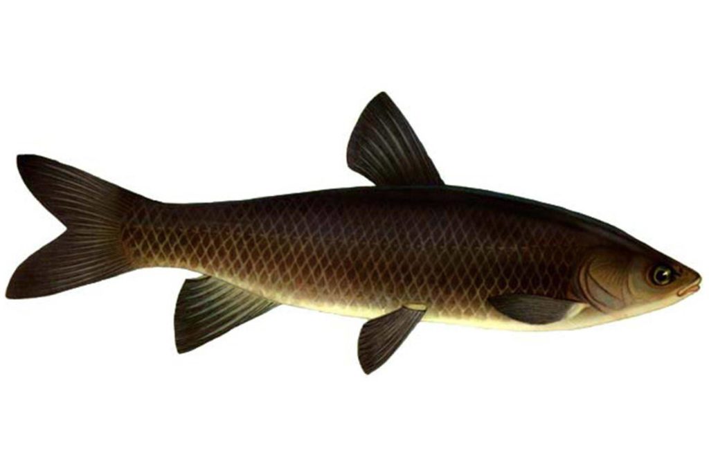 рыба черный карп