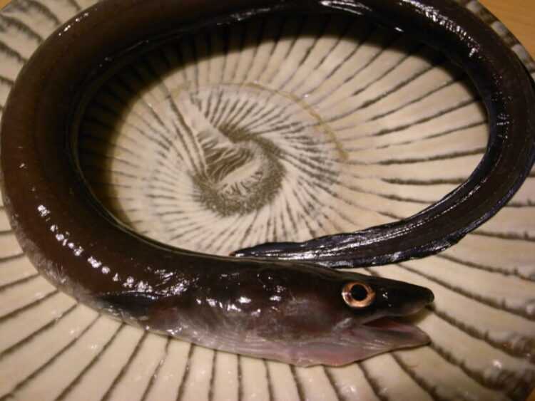 Рыбы Черного моря - названия видов и описание