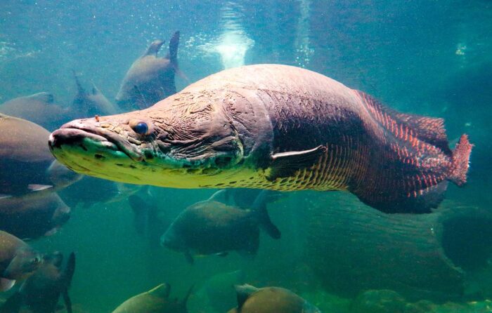 Декоративной рыбой пираруку можно назвать с большой натяжкой