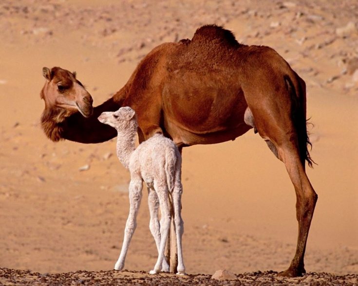 Верблюд ребенок Верблюд ребенок