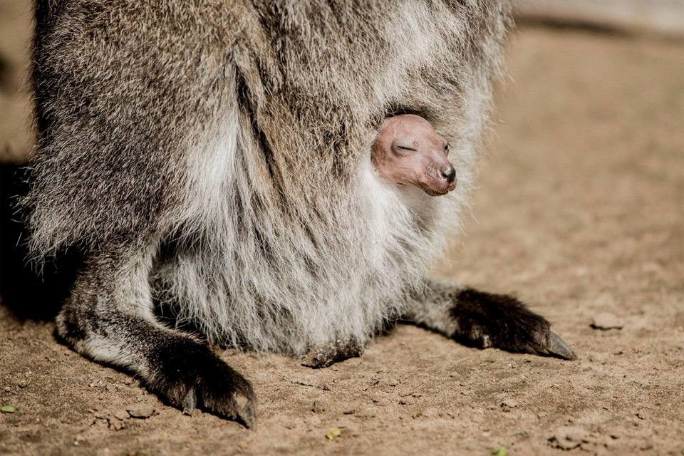 изображение самки с детёнышем в сумке