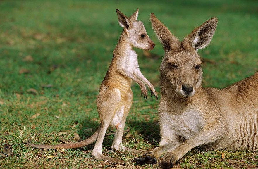 картинка детеныша кенгуру