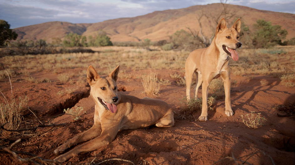 Где живет кенгуру, где обитает кенгуру, на каком материке