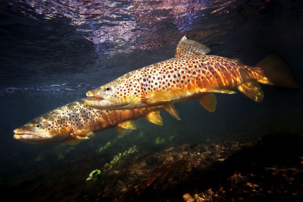 Фотография форели Эйзенам