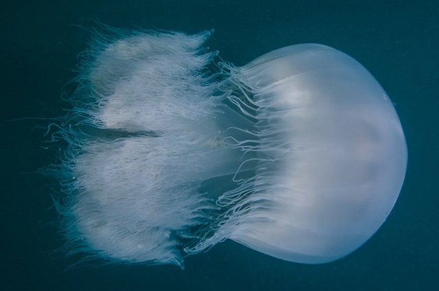 Rhopilema nomadica (медуза-кочевник)