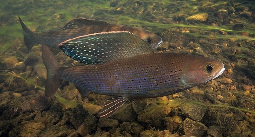 Картинка окуня