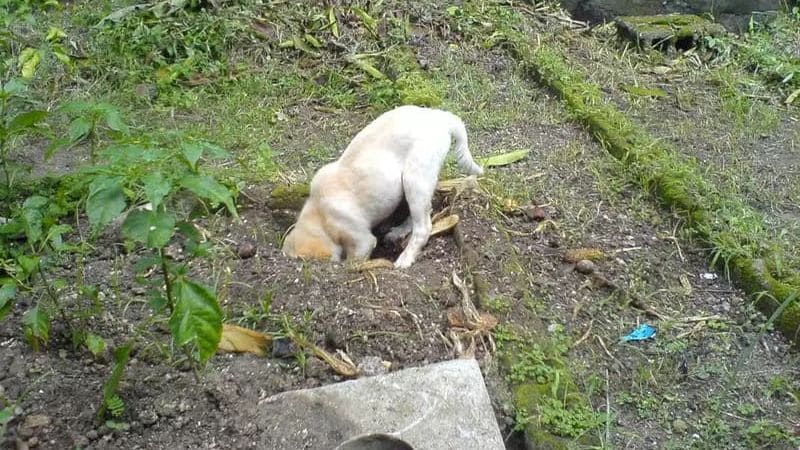 Повадки собак - 10 самых распространенных и их значение