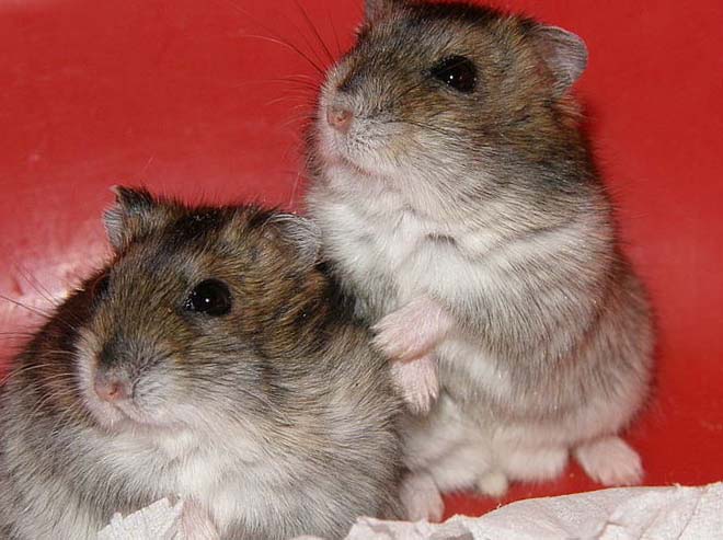 Джунгарский хомяк