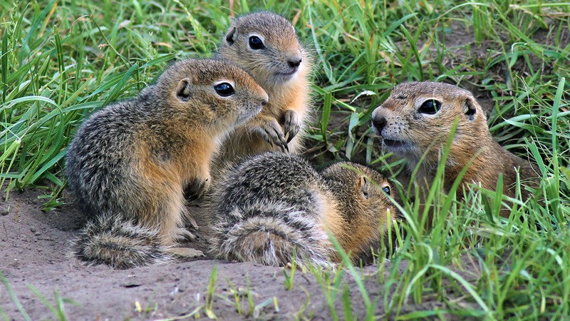 крапчатый суслик