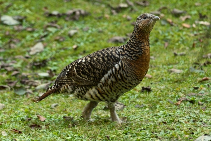 чернобрюхий глухарь