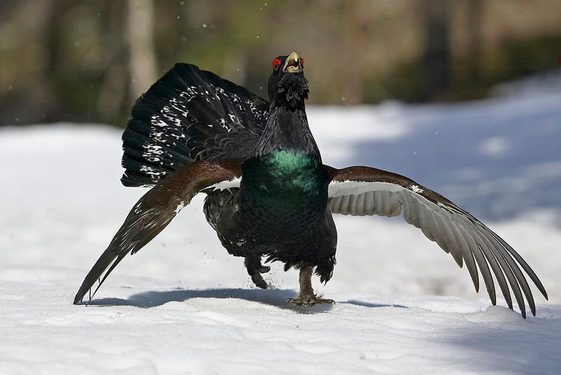 чернобрюхий глухарь