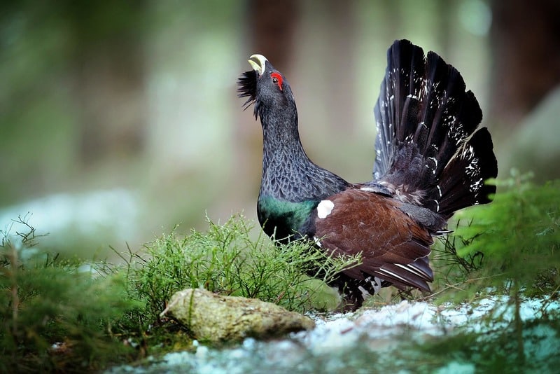 чернобрюхий глухарь