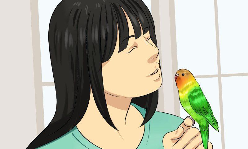Как научить волнистого попугайчика говорить