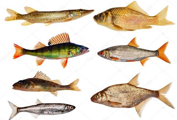 Календарь-рыболова-весенние-месяцы-11