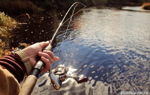 Календарь-рыболова-весенние-месяцы-6