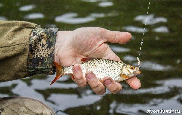 Календарь-рыболова-весенние-месяцы-7