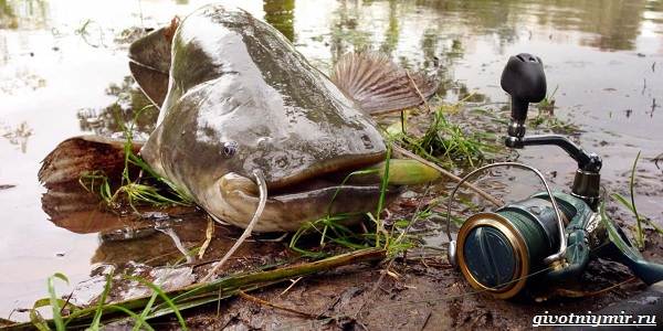 Календарь-рыболова-весенние-месяцы-9