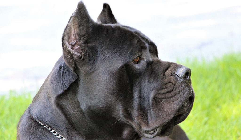 Портрет кане корсо