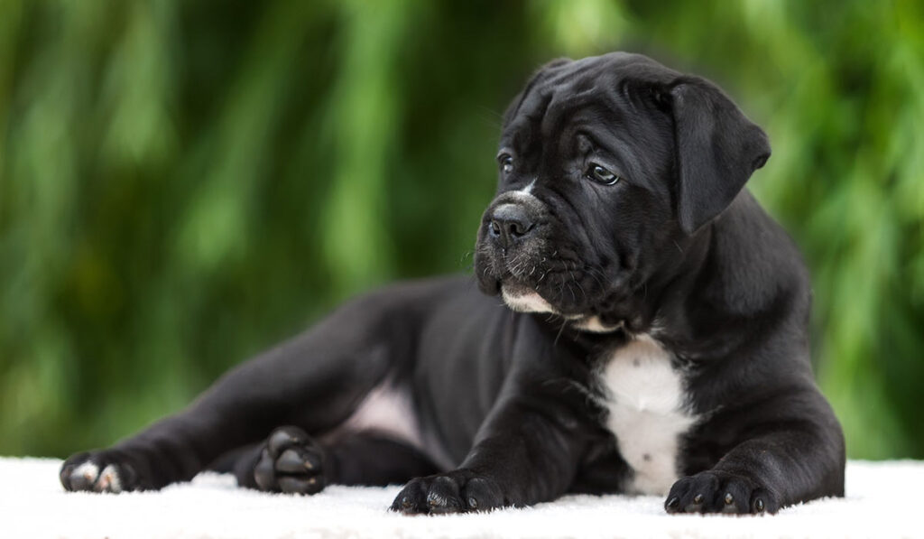 На фото щенок кане корсо