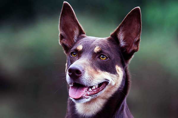 Австралийский келпи - 10 фактов и подробное описание породы собак