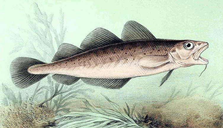 Исходное изображение кода