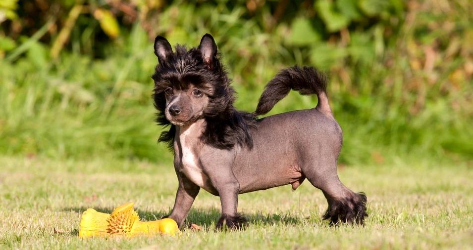 Китайская хохлатая собака - Выбор щенка