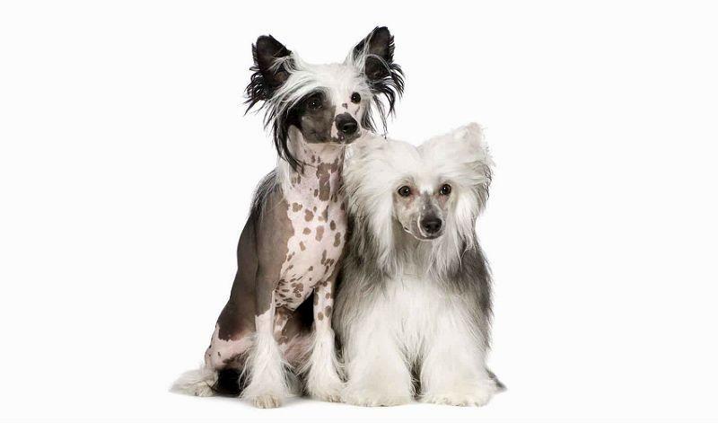 Китайская хохлатая собака – уход