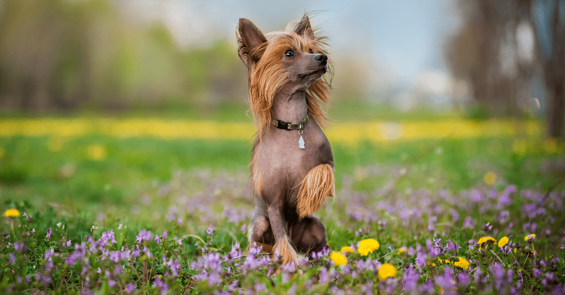Китайская хохлатая собака - окрасы