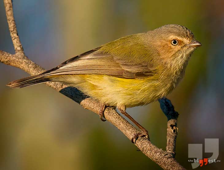Короткоклювка
