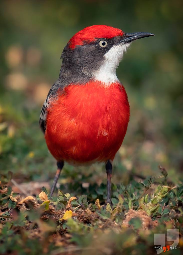 Красногрудая трясогузка