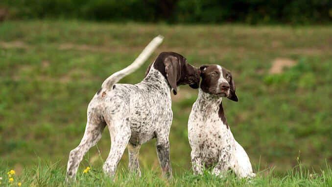 Куржаар - выращивание щенков