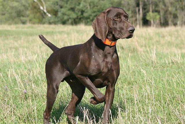 Курцхаар - туры