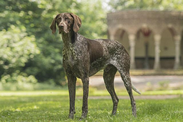 Короткие волосы - внешний вид